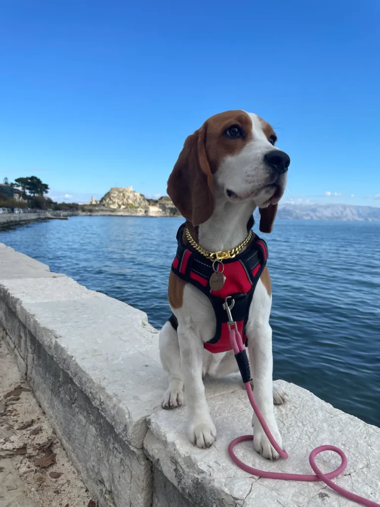 Cookie, Chief Happiness Officer
